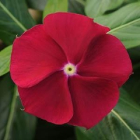 Pacifica XP Cranberry Vinca